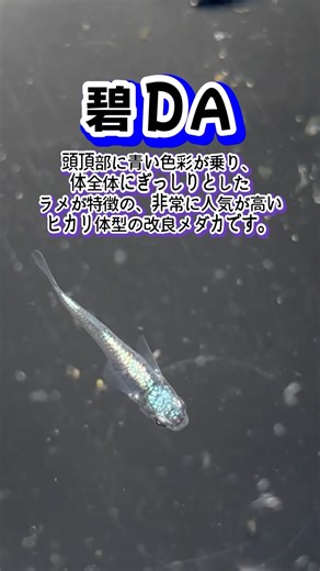 What is (Medaka) AoDA? #Medaka #Killifish #HikariBodyType #BlueTancho