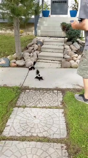 Funny Skunk Moments: Hilarious Pet Antics