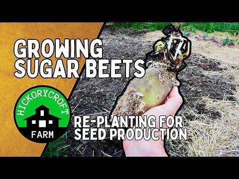 Growing SUGAR BEETS | Re-planting Sugar Beet Roots For Seed Production