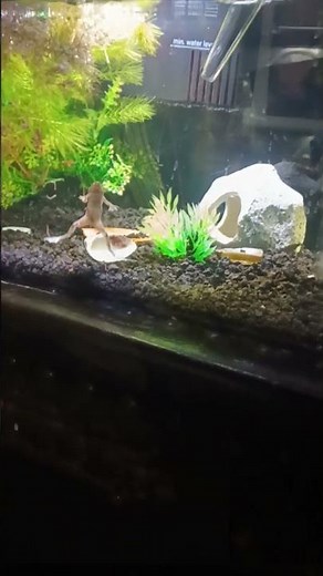 How to feed an african dwarf frog