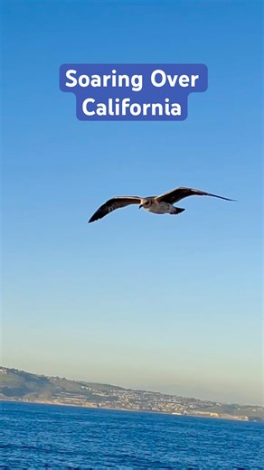 Calm seas, ocean breeze, and a front‑row seat to SoCal wildlife.