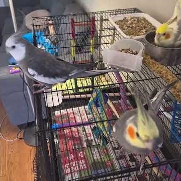Cockatiel Buffet Time After Cage Cleaning 🐦✨ So Happy!