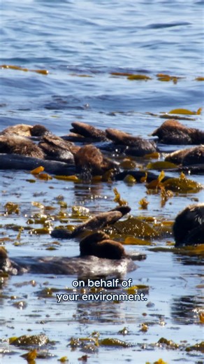 13K views · 290 reactions | A trash panda at the Aquarium?! 劣 Yep! And they're leading the charge for a plastic-free future! Meet Claudia, our senior sustainability program manager (and part-time raccoon impersonator). They’re making sure we’re walking the talk when it comes to ocean conservation. Because building a world without harmful plastic takes all of us!   | Monterey Bay Aquarium | Facebook