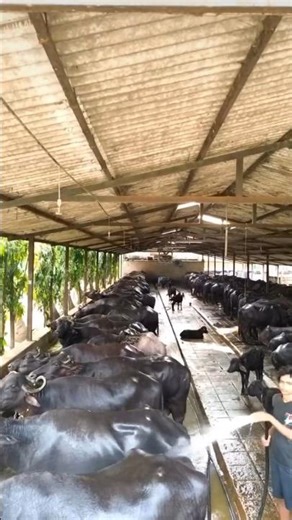 #farming #fyp #shortvideo #viralvideo #fram and Farmer