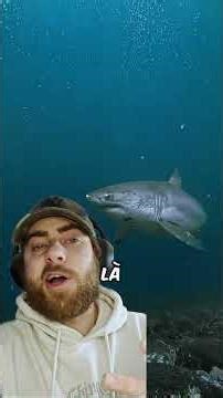 Le PIRE Requin Du Monde Vit Dans Les RIVIERES 🦈 #shorts