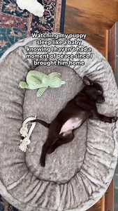 5.2K views · 13K reactions | The don’t call them the “puppy blue” for...