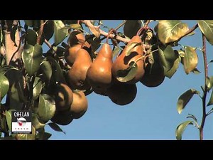 What are Bosc Pears