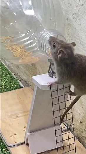 Easy mouse trap plastic bottle good trap #mouse #mousetrap #rattrap #rat #trap #easymousetrap