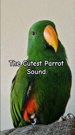 The Sweetest Parrot Sounds You’ll Hear Today | Eclectus Parrot | Michelle Goosen