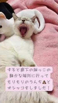 ミミちゃんを保護して一番悩んだのがトイレトレーニングでした😭とにかくトイレに入らない…＊シャムトラの女の子