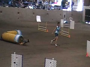 Cattle Dog Agility - First Show