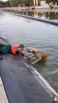 Incredible Animal Rescue Moments That Will Touch Your Heart 🐾