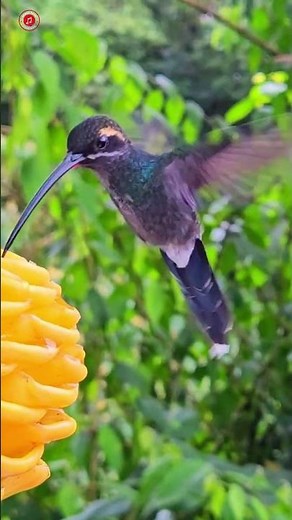 Real Hummingbird Sounds | High Quality | Cute Hummingbird Sound Experience! | 4K #shorts