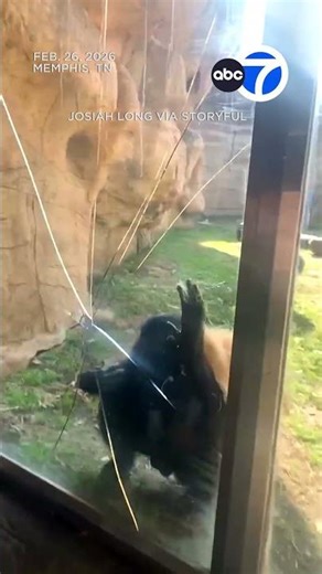 Shocking moment bonobo smashes glass barrier at Memphis Zoo