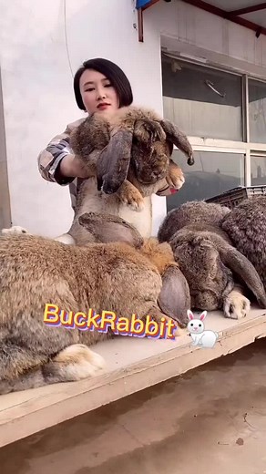 #rabbit #biger #omg #buckrabbit #fyp 🐰