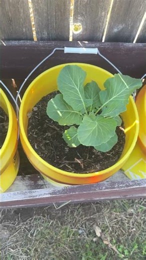 Do you think you need a big garden to grow collards? Think again 👀🌱
