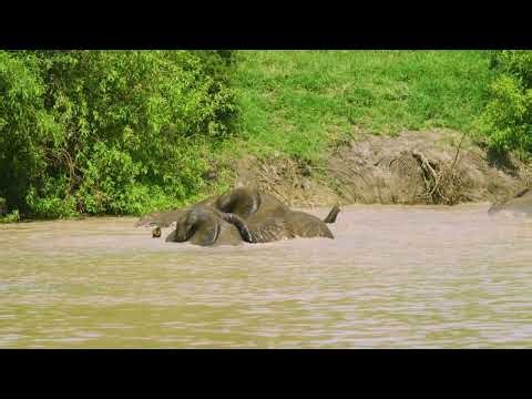 African Elephant Swims Across River Using Its Trunk as a Snorkel | Nature's Greatest Swimmer | 4K