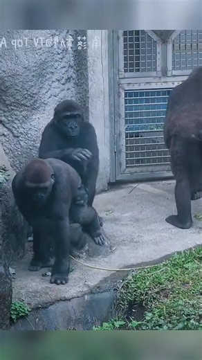 Ringo the Gorilla Attempts New Balancing Feat