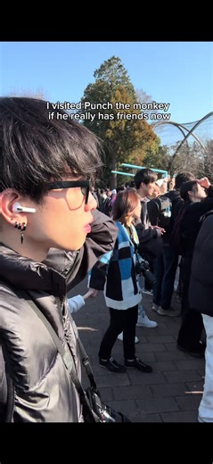 UPDATE on Punch the monkey: #punchthemonkey #plush #japanmonkey #fyp #パンチ君