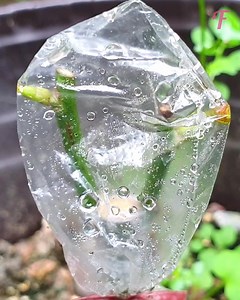 1.2M views · 85 reactions | Gardening tips: grafting flowers for a stunning garden. | Tips & Tricks | Facebook