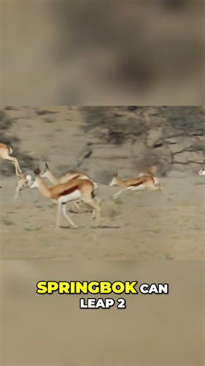 You Won’t Believe How High This Springbok Jumps