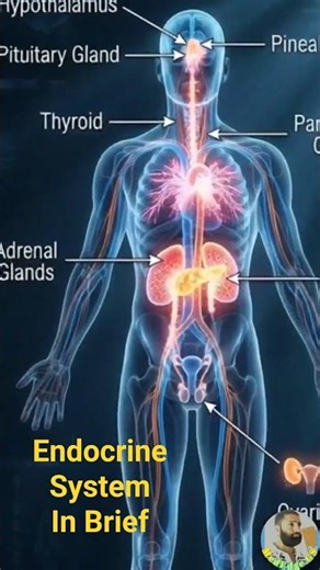 Endocrine System Explained | Hormone Control Center of the Body