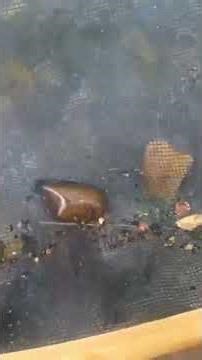 One Person Minnow Seine