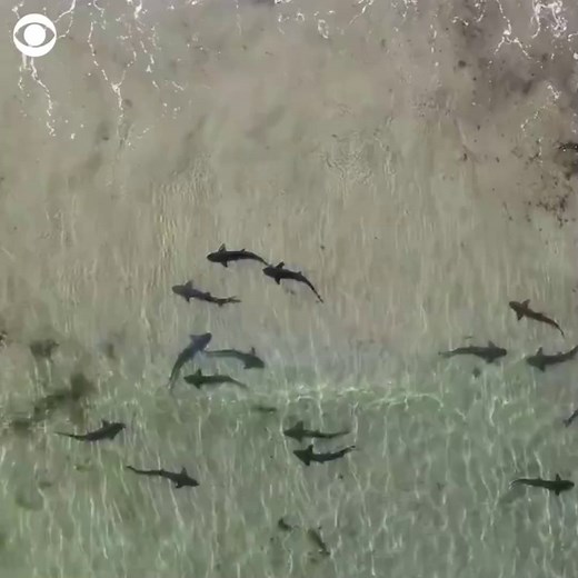 WATCH OUT: Drone footage shows Leopard Sharks spotted in knee-deep water off the coast of La Jolla, San Diego | CBS News