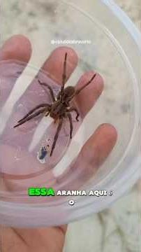 BRAZILIAN WANDERING SPIDER OR WOLF SPIDER? | #biology #biologohenrique #spiders #survival | Desbr...