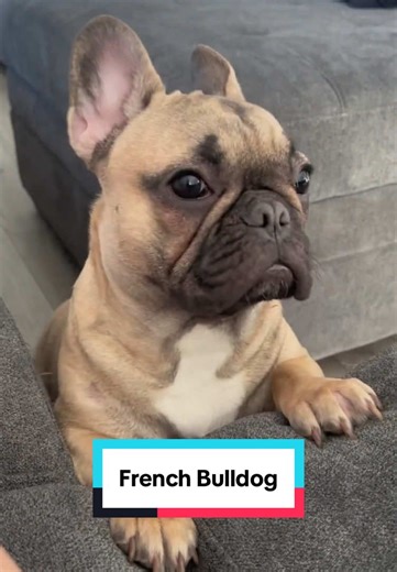 Understanding the Quirks of French Bulldogs