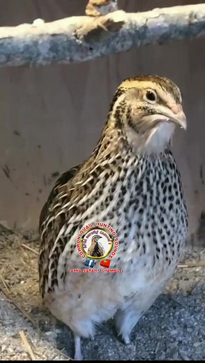 Female quail sound #Batair #quail #apnasaraikychannal1 #StarsEverywhere #reels #fbreels #reelsfb | APNA saraiky channel1