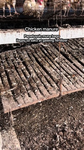 Using Chicken Manure for Fertilizer Benefits