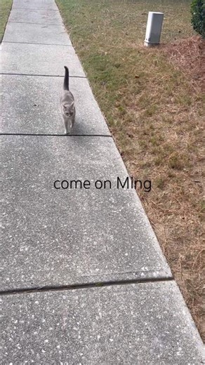 Our cat loves going on walks 🤣🐈#catwalk #pets #funny