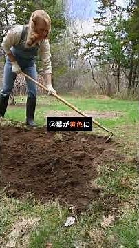 🥔 じゃがいも栽培の3大ポイント！初心者でも失敗しない育て方