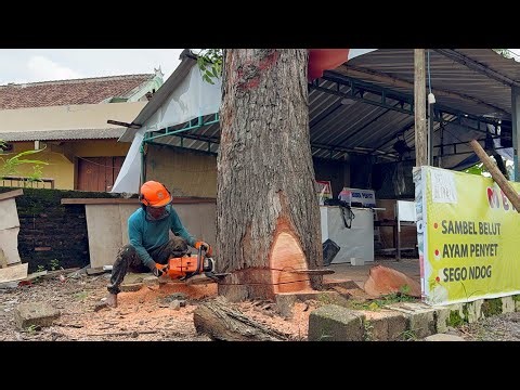 Hazardous Trees! Felling 3 Dangerous Trees to Save Road Users!