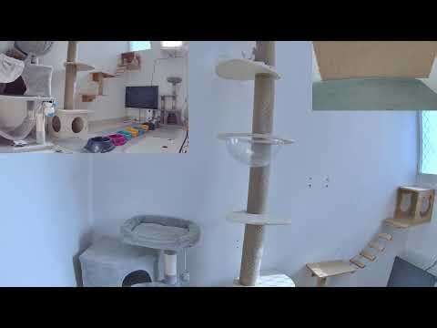 🟢Meet our rescue kitties - 24/7 stream