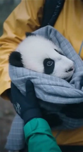 Heartbreaking to Heartwarming: Baby Panda’s Last Cry… Then a Hero Arrives 😭🐼