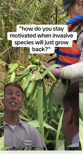 when we do removals it's with a very intentional plan and steps are taken to insure the invasive species does not have a chance to grow back...but still ya know #invasivespecies #nature #conservation