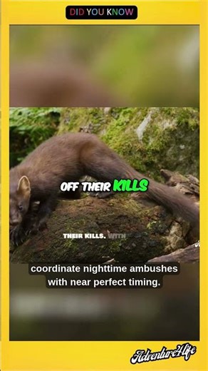 The Wolverine: Nature's Most Fearless Pound-for-Pound Predator