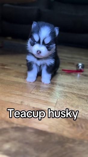 Teacup Husky: The Charming Miniature Companion