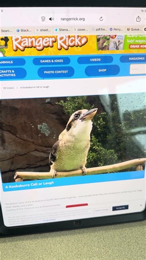 What a kookaburra sounds like
