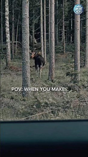 Nature is incredible. Moose Elk National Geographic #nature #elk #sweden