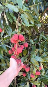 Lychee 😍 | Nueva Ecija Grafted fruit trees
