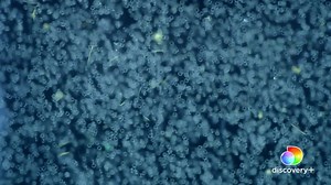 97K views · 1.3K reactions | The biggest gathering of whale sharks...