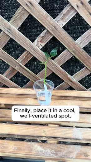 68K views · 465 reactions | Propagation with tissue paper #gardeningcommunity #gardenloversclub #gardenaddict #gardeners #gardenerslife | Home Gardening | Facebook