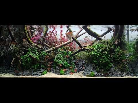 300L Nature Aquarium Update – Replacing the Carpet with ADA La Plata Sand
