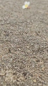 Special summer🌷🌻 | Chit Thu Wai