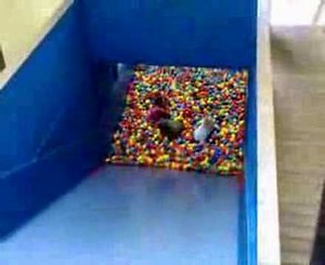 Ball Pool Pit Drop Slide Fun at Cornwall's Crealy, Cornwall