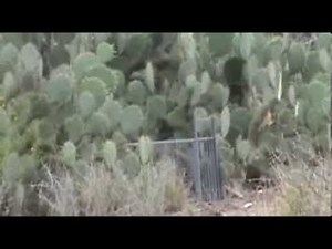 how to trap catch bobcats in cage trap, tip