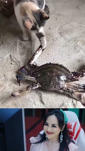 Cat Attacks a Crab… Then Gets Pinched! 😂😹🦀